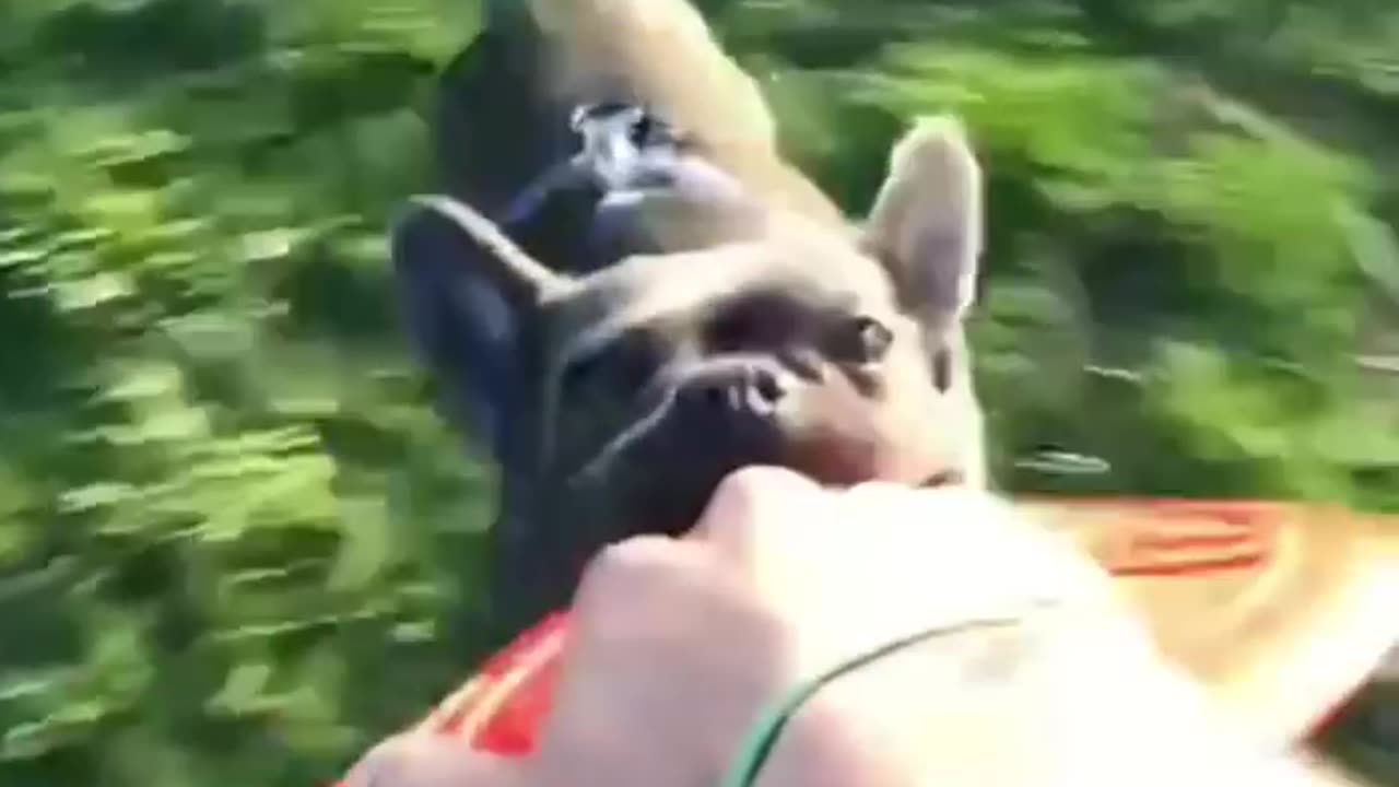 Funny Dogs 🤣