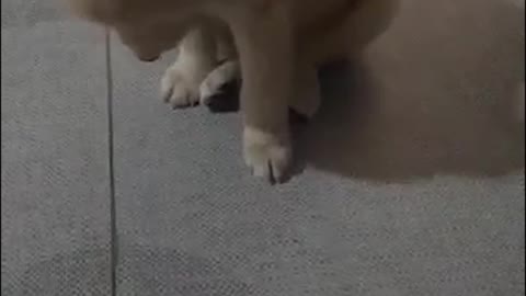 Sleepy Puppy Can't Hold Itself Up