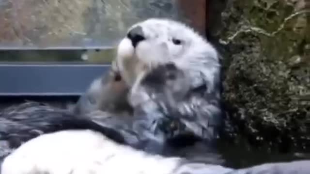 Sea otter looks like your girlfriend doing maintenance