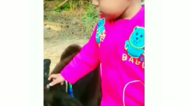 Cute baby Playing with little Cow