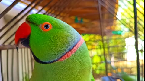 Cute talking parrot clear voice ❤️