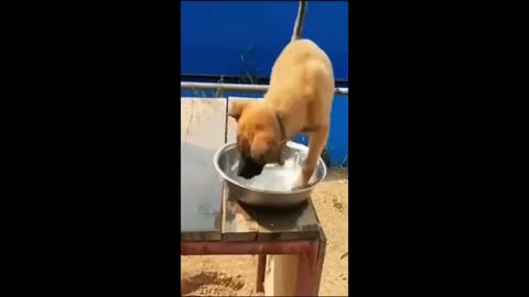 funny animal video