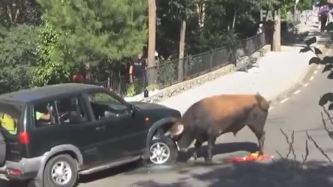 funny animal video