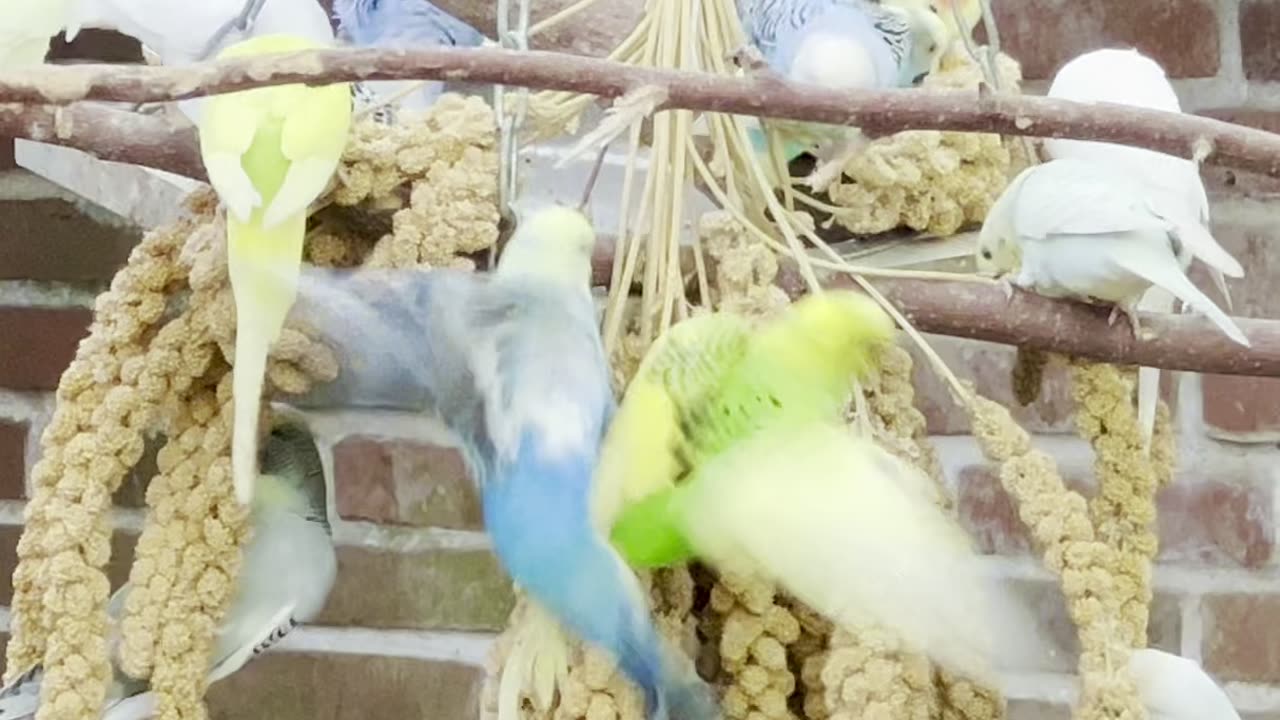 Large flock of budgies in outdoor bird aviary