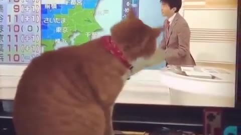 Cute and funny cats ❤️😻🐈
