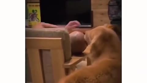😂🐾 Funniest Animal Moments - You Won't Stop Laughing! Part-10