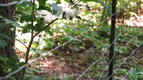 Why a popular Montreal park is fencing off rare plants from the public