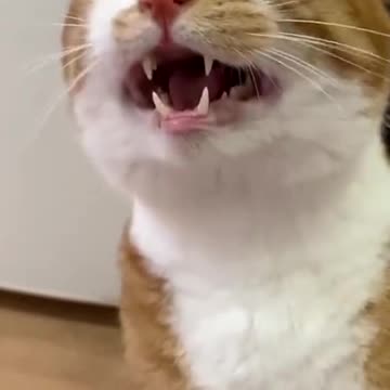 His laugh he is up to something