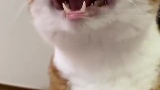 His laugh he is up to something