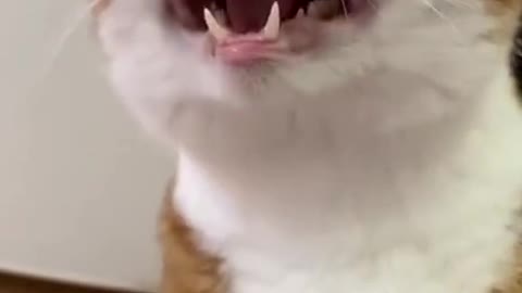 His laugh he is up to something