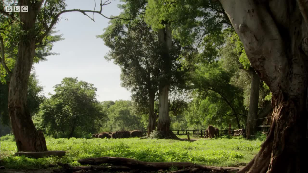 Mealtime at the Elephant Orphanage | BBC Earth