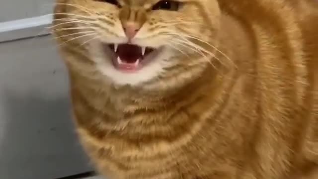 Cute cat funny video