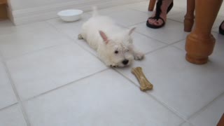 8-week-old puppy suspicious of bone