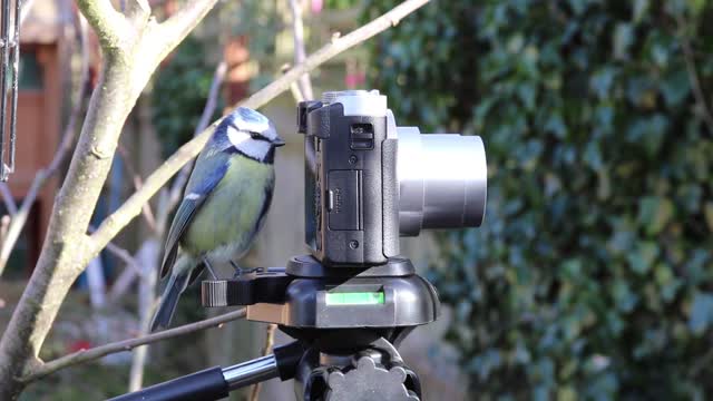 Birds is so cute#the nature#new reels# shorts video