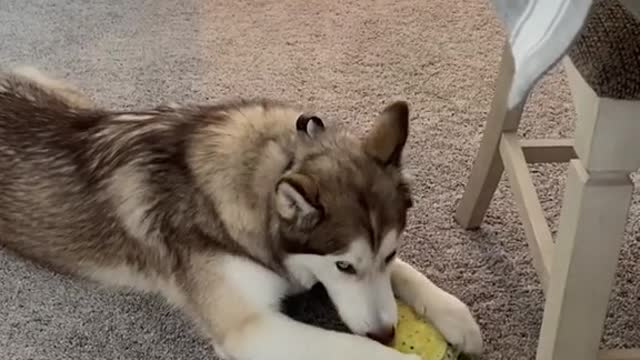 Dog tries Weed