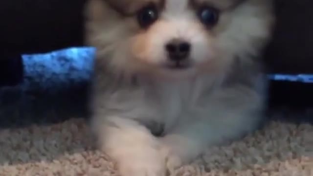 A little dog with short legs can crawl under the bed