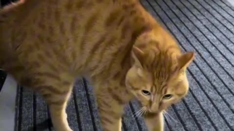 Try Not To Laugh 🤣 New Funny Cats Video 😹 Part 19