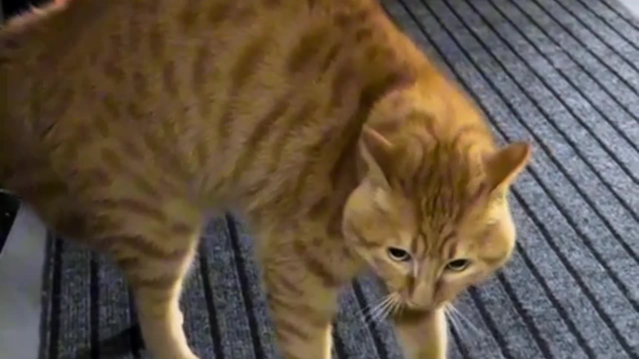 Try Not To Laugh 🤣 New Funny Cats Video 😹 Part 19