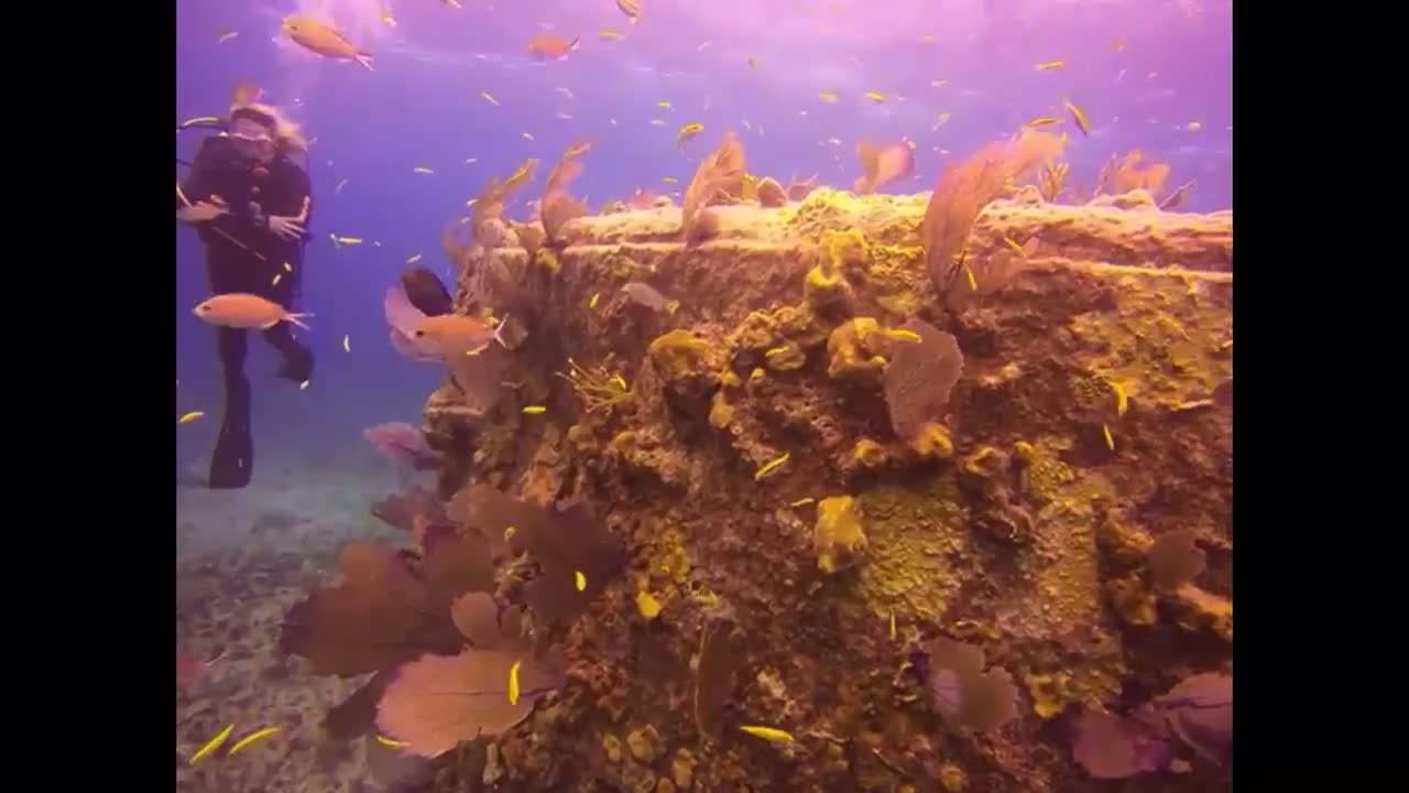 Best under the sea proposal ❤️❤️❤️