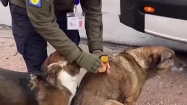 Radio Active Dogs in Chernobyl