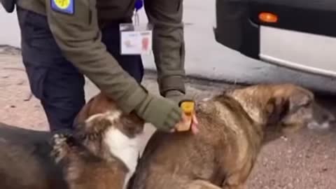 Radio Active Dogs in Chernobyl