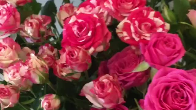 Beautiful roses