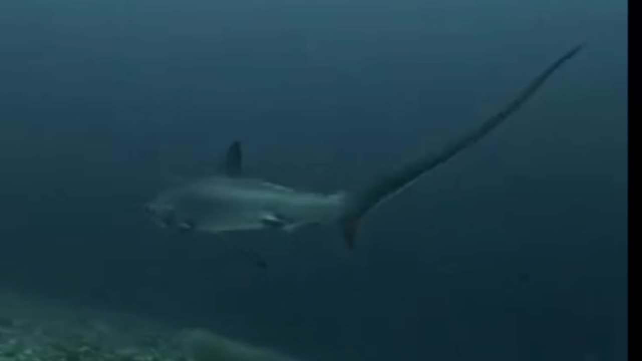 Swimming with a zorro shark