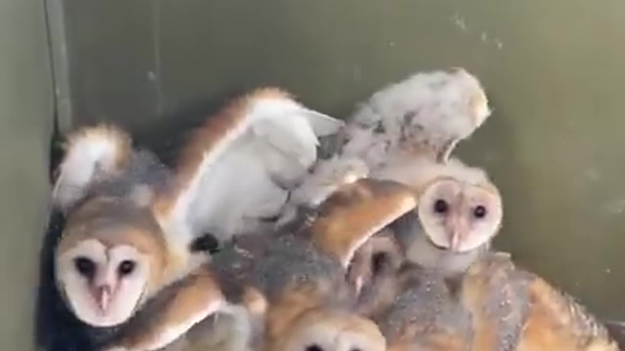 Barn Owls