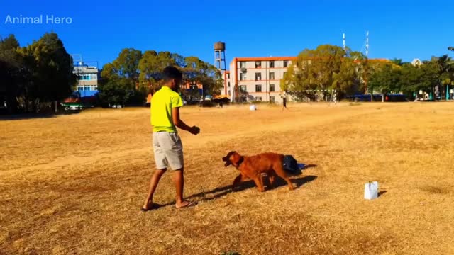 cat funny videos