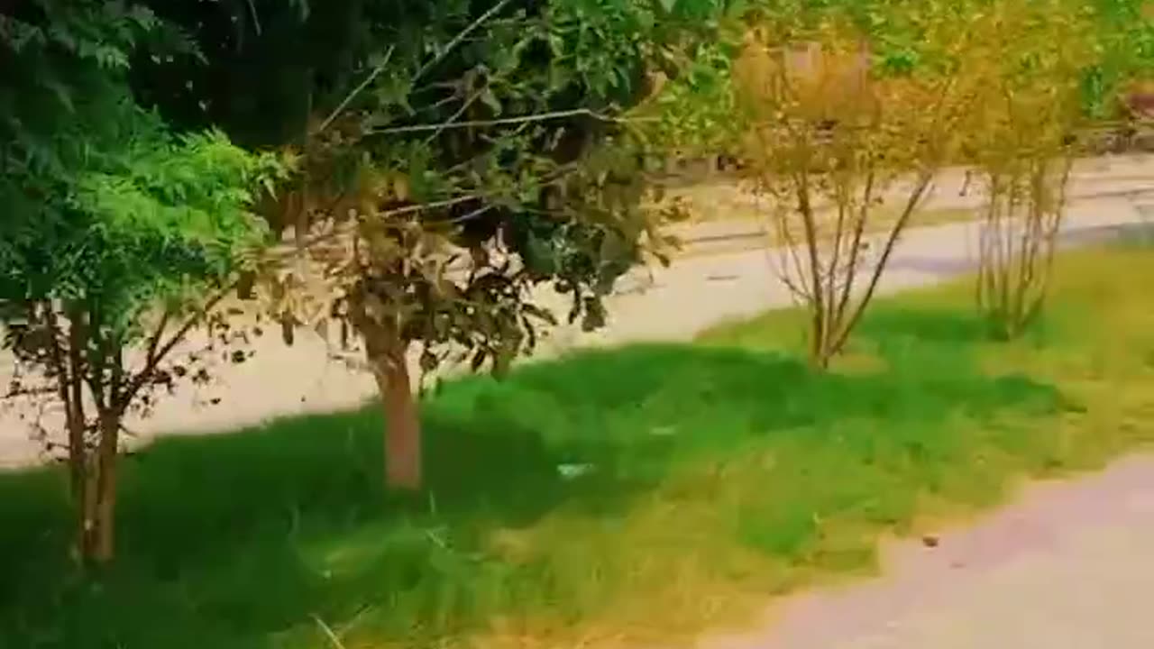 Tour of my village in train