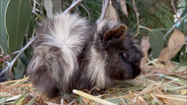 Baby Guinea Pig