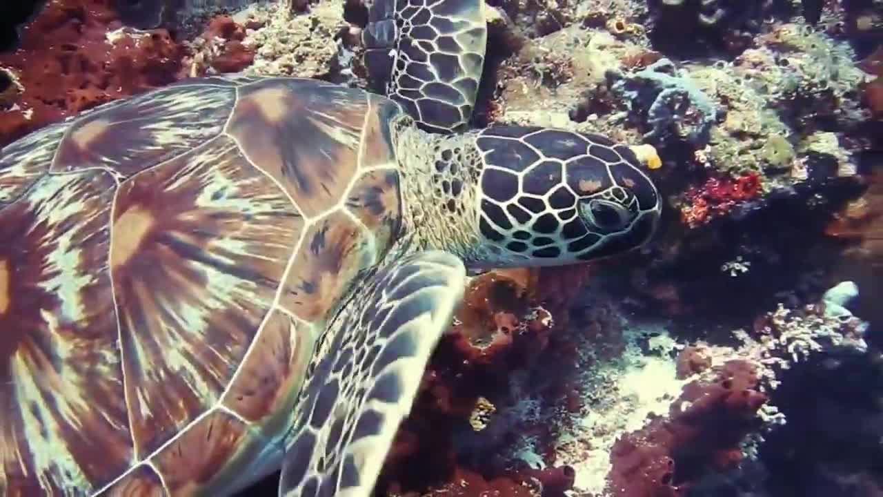 Under water sea beauty