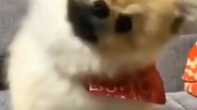 Funniest and cutest cats and dogs life | #shorts | Animals funny videos | WhatsApp Status | Funny