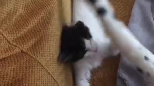 Small white kitten trying to catch big white cats tail