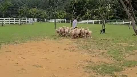 Namhae Sheep Ranch, Republic of Korea