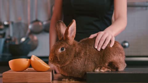 Woman's hand stroking rabbit between ears