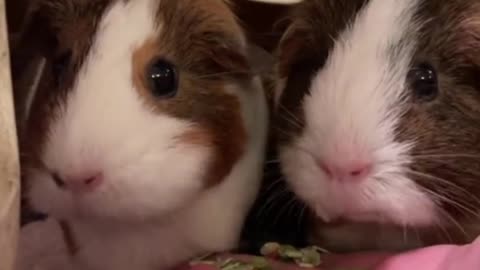 What do you think is the best thing about a hamster, I think it's its mouth when it eats food