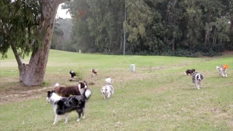 The Science Behind How Dogs Playing in the Park