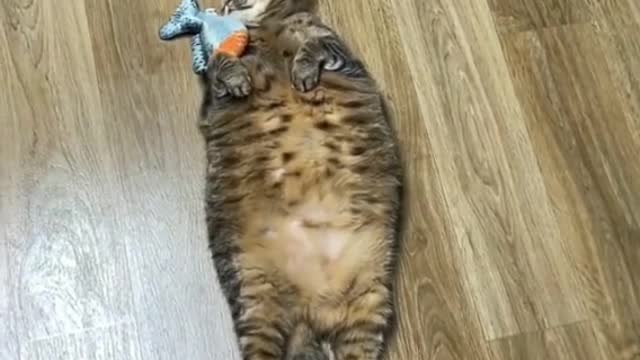 Funny cat vs Fish viral video