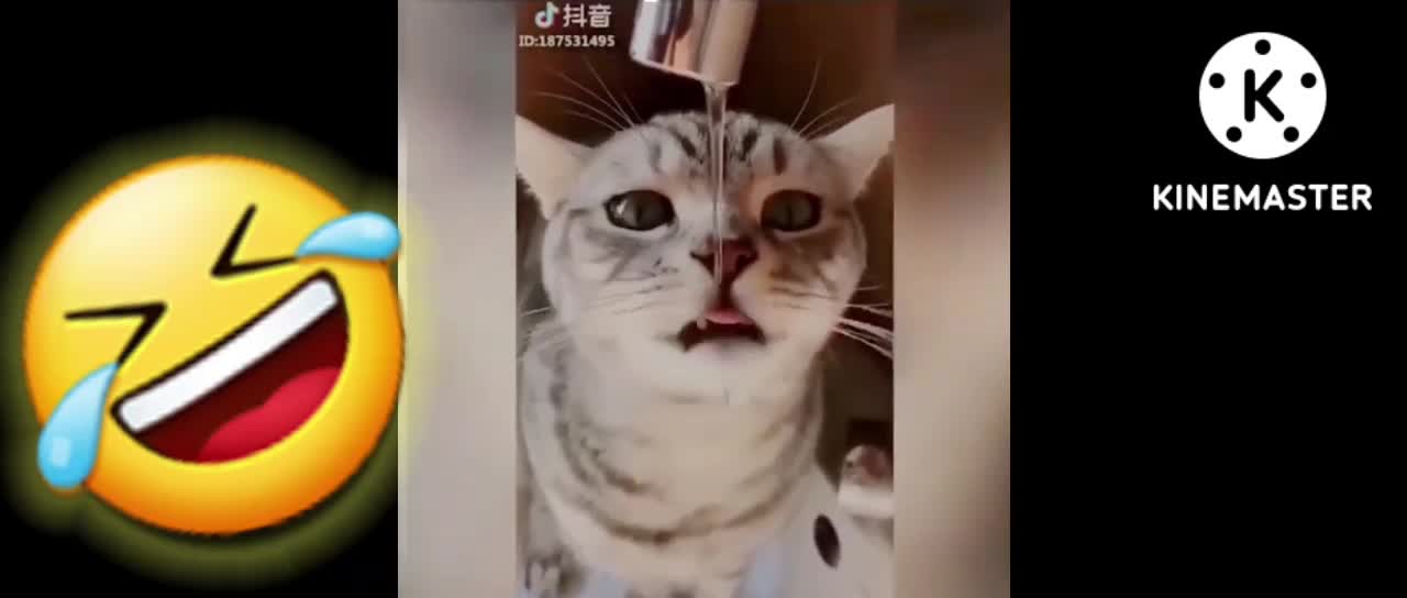 Funny videos l Funny Cat Vedio l Funny Car Vedio