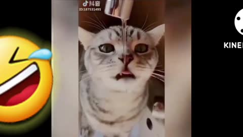 Funny videos l Funny Cat Vedio l Funny Car Vedio