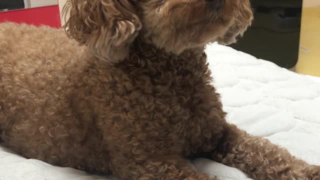 High five with the poodle!