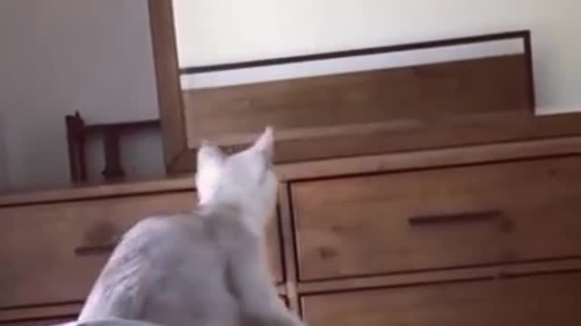 A cat found out that it has ears