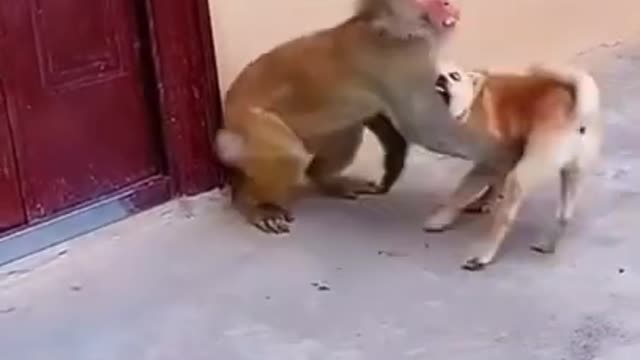 Animal Funny shorts Video | dog fight vs big monkey