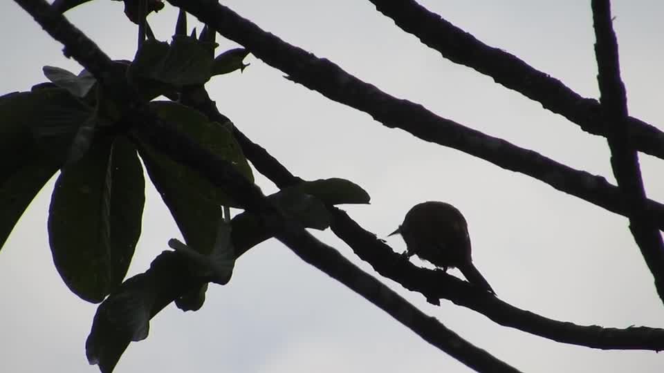 bird-carpenter-food-bananas