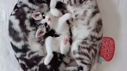 Cute cats🤩🤩🤩🤩🤩