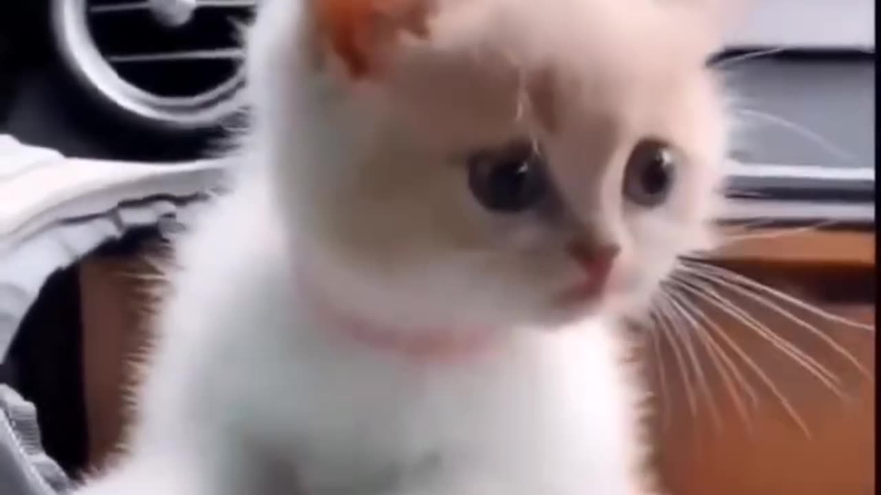 #so cute cat