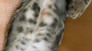 Egyptian mau sleeping