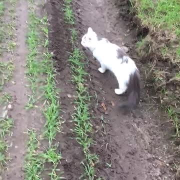 Cat out for a walk