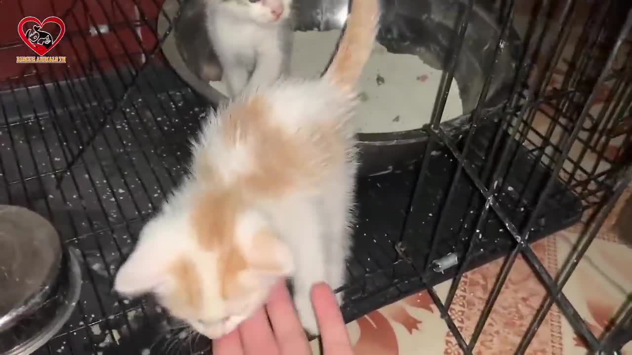 A Hungry Street Kitten Meowing Loudly on the street for Food Whole Story